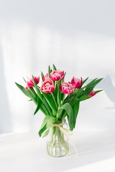 Pivoine, lilas